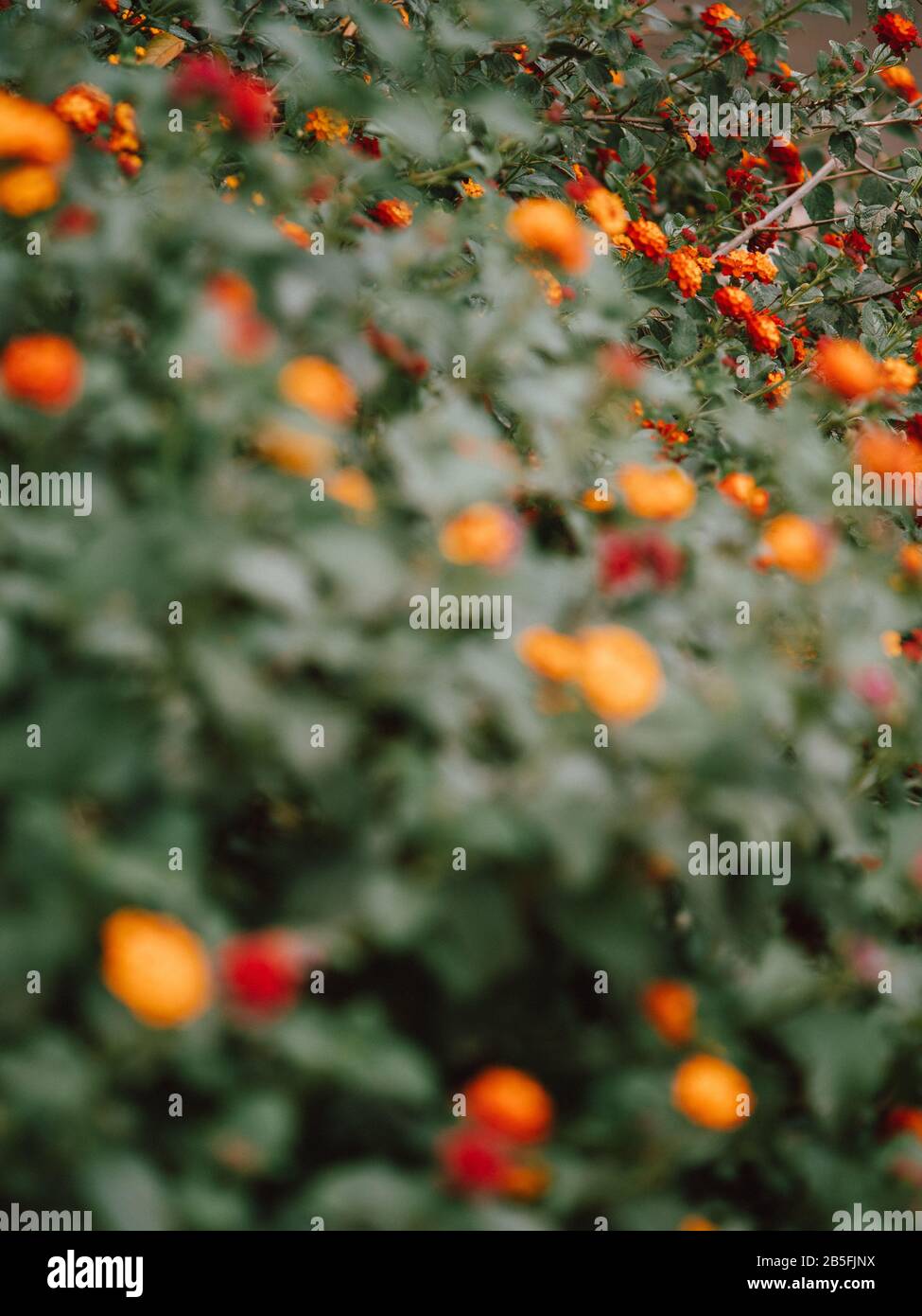 Ein Meer von orangen und roten Blumen in einem grünen bush in Australien Stockfoto