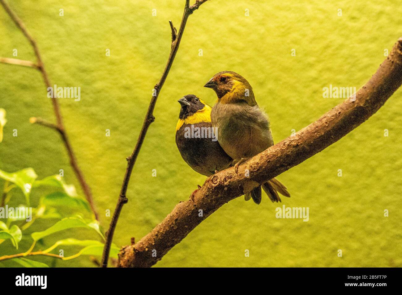 Nahaufnahme von zwei Kubanischen grassquit kleine Vögel in die Kamera im Frankfurter Zoo suchen, Deutschland Stockfoto