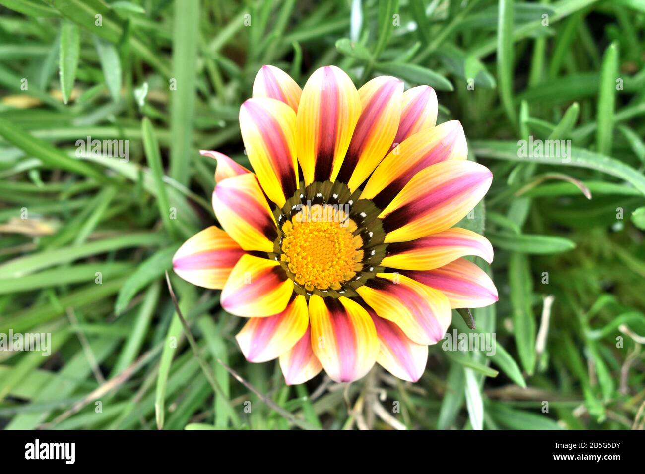 Schöner Blumenkopf von Gazania mit seinen bunt gestreiften, degradierten Blütenblättern. Fröhliche Farben im Garten. Stockfoto