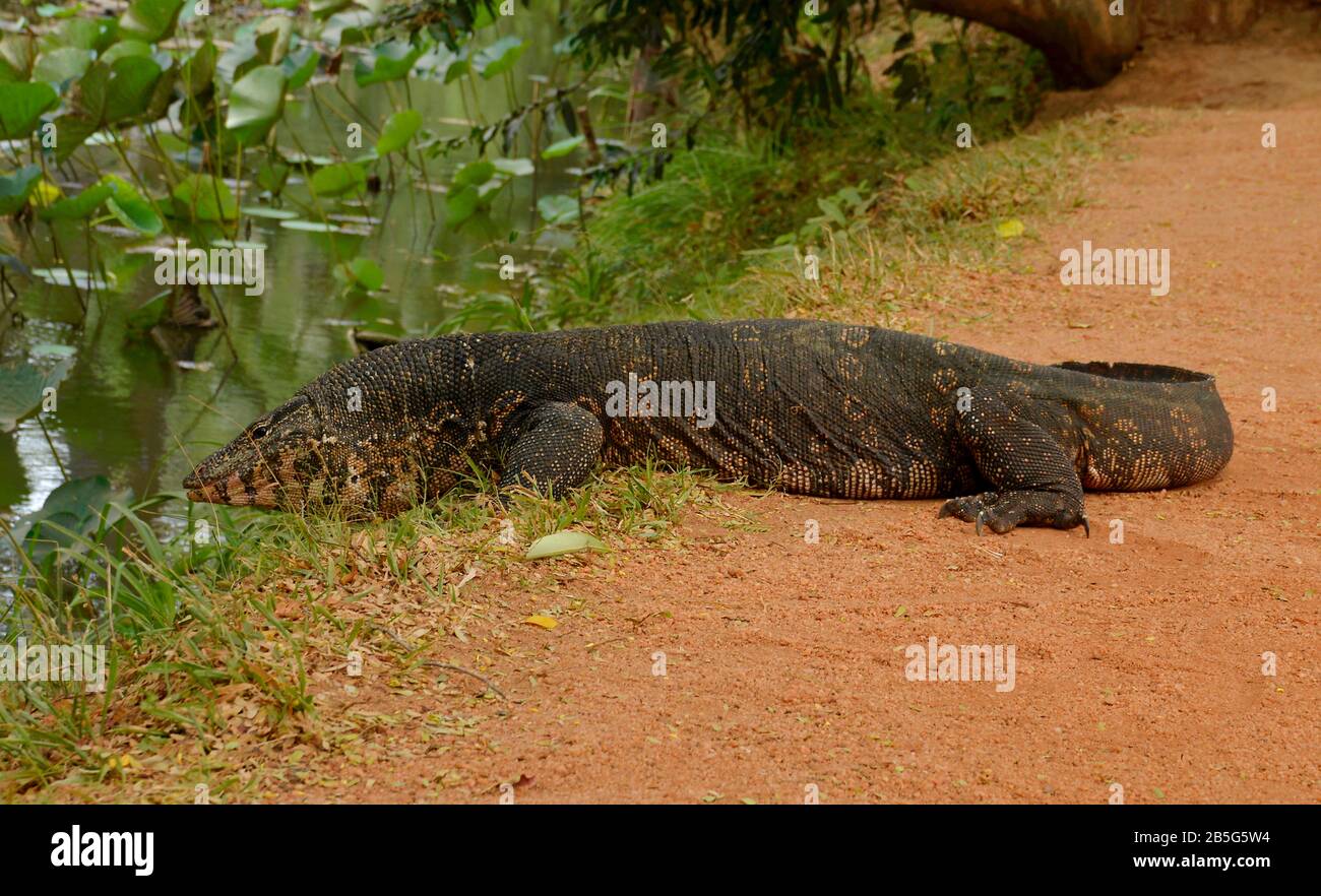 Bindenwaran (Varanus salvator), Sri Lanka Stockfoto