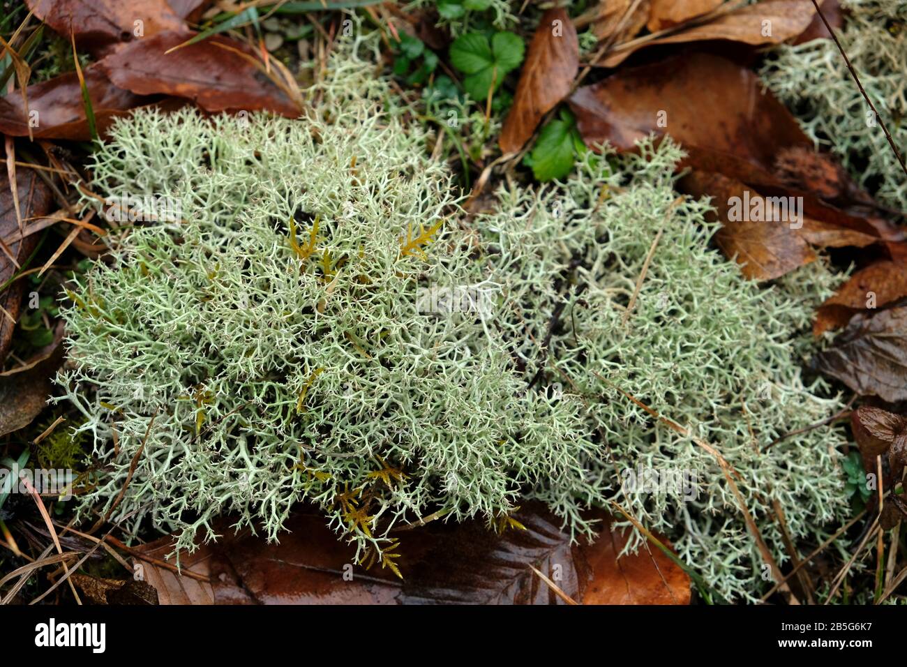 Eine Flechte ist eine zusammengesetzte Organismus, von Algen oder Cyanobakterien lebenden bei Filamente aus mehreren Pilze in einer Mutualistischen Beziehung entsteht. Stockfoto