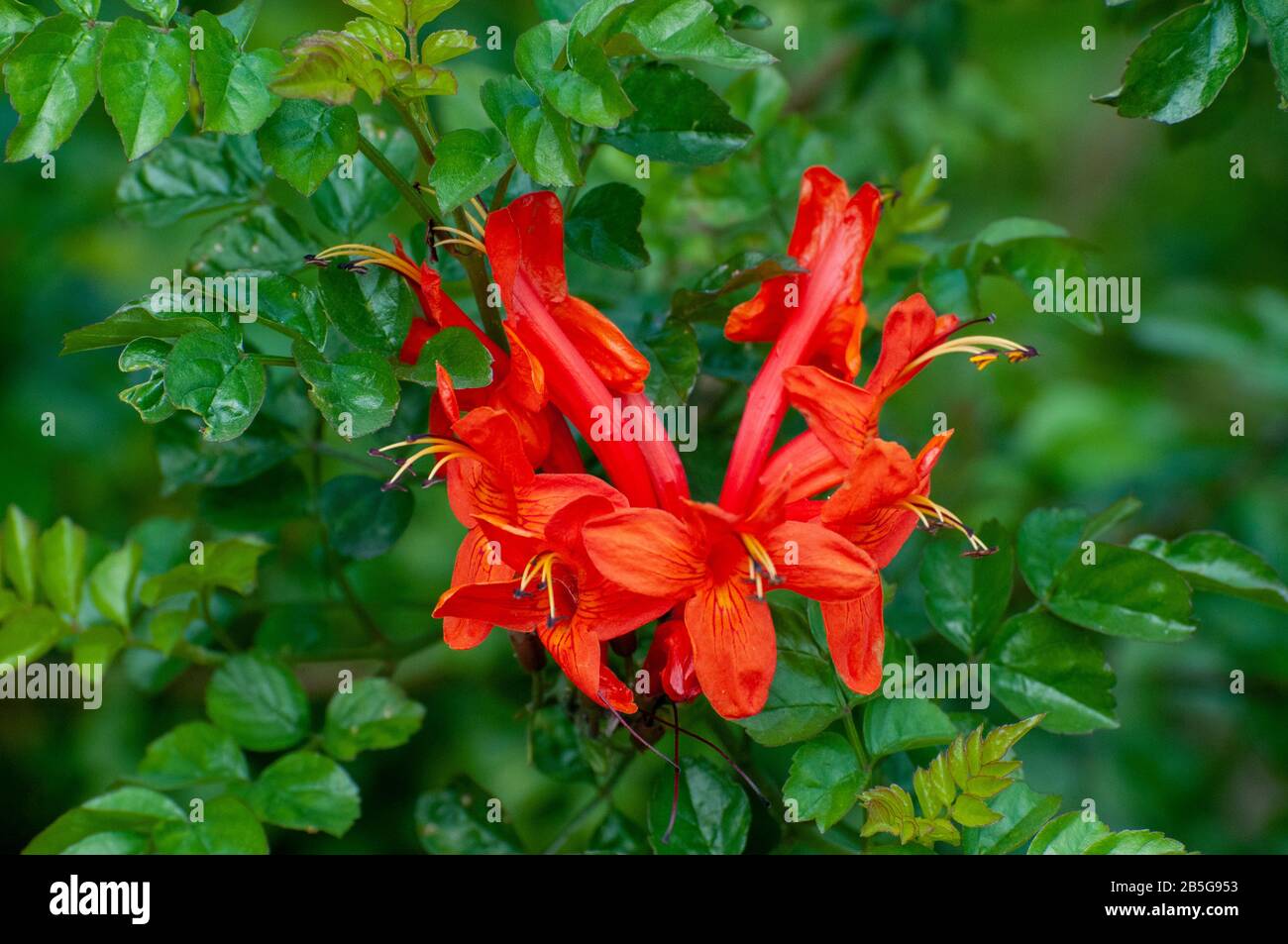 Flammentrompete oder Orangentrompete, auch Flamevin oder Orangentrumpetvine genannt, ist eine Pflanzenart der Gattung Pyrostegien der Familie Bigno Stockfoto
