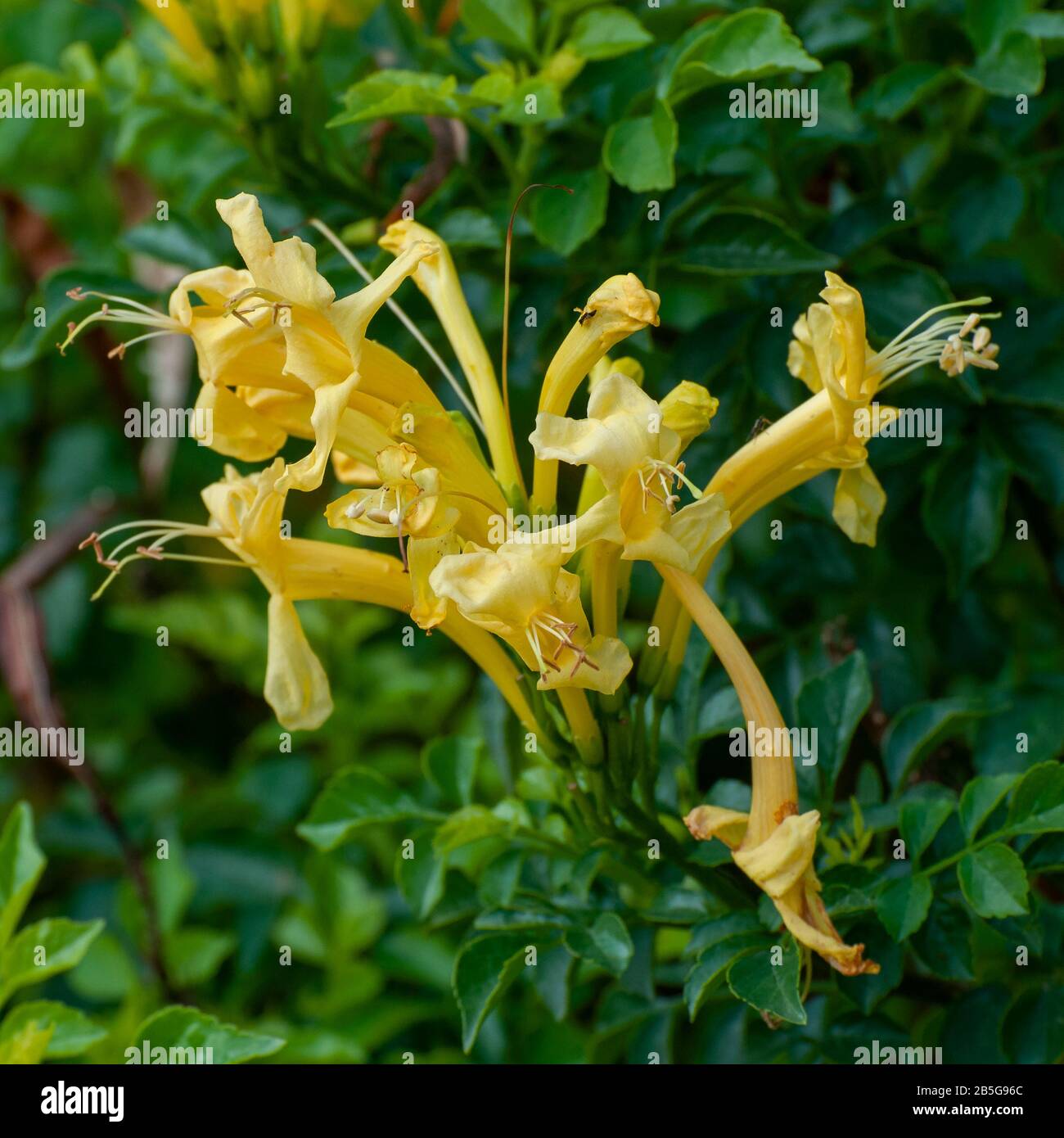 Flamevine oder Trompetvine, ist eine ursprünglich in Brasilien endemische Pflanzenart der Gattung Pyrostegien der Familie Bignoniaceae, heute aber ein bekannter Gar Stockfoto