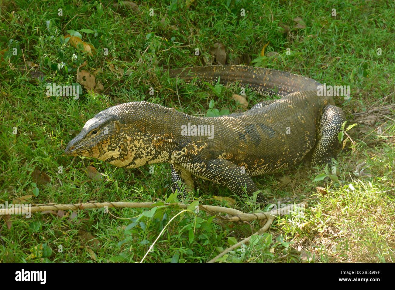 Bindenwaran (Varanus salvator), Sri Lanka Stockfoto