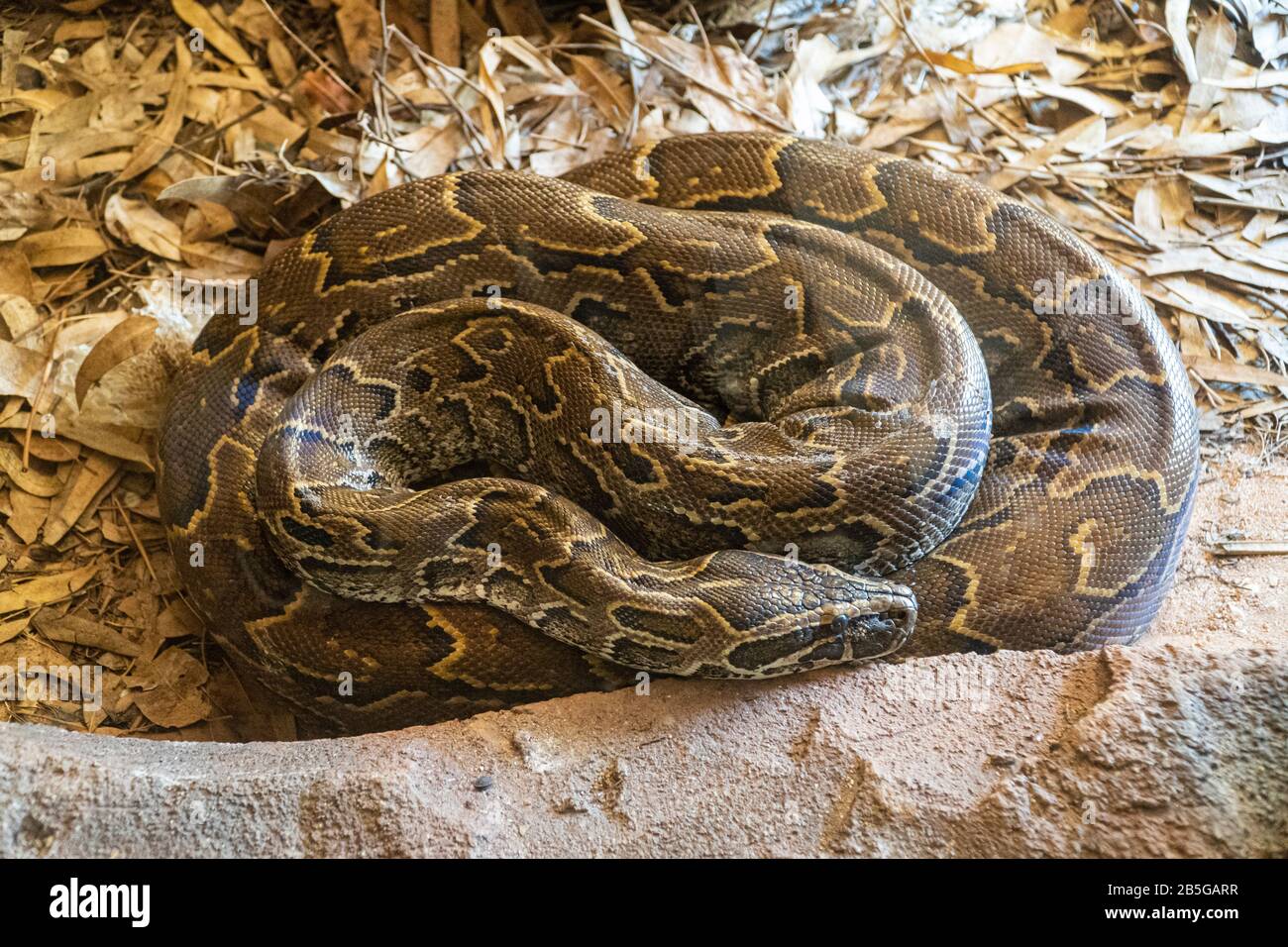 Afrikanischer Felsenpython, der im Zoo ruht - Rabat, Marokko Stockfoto