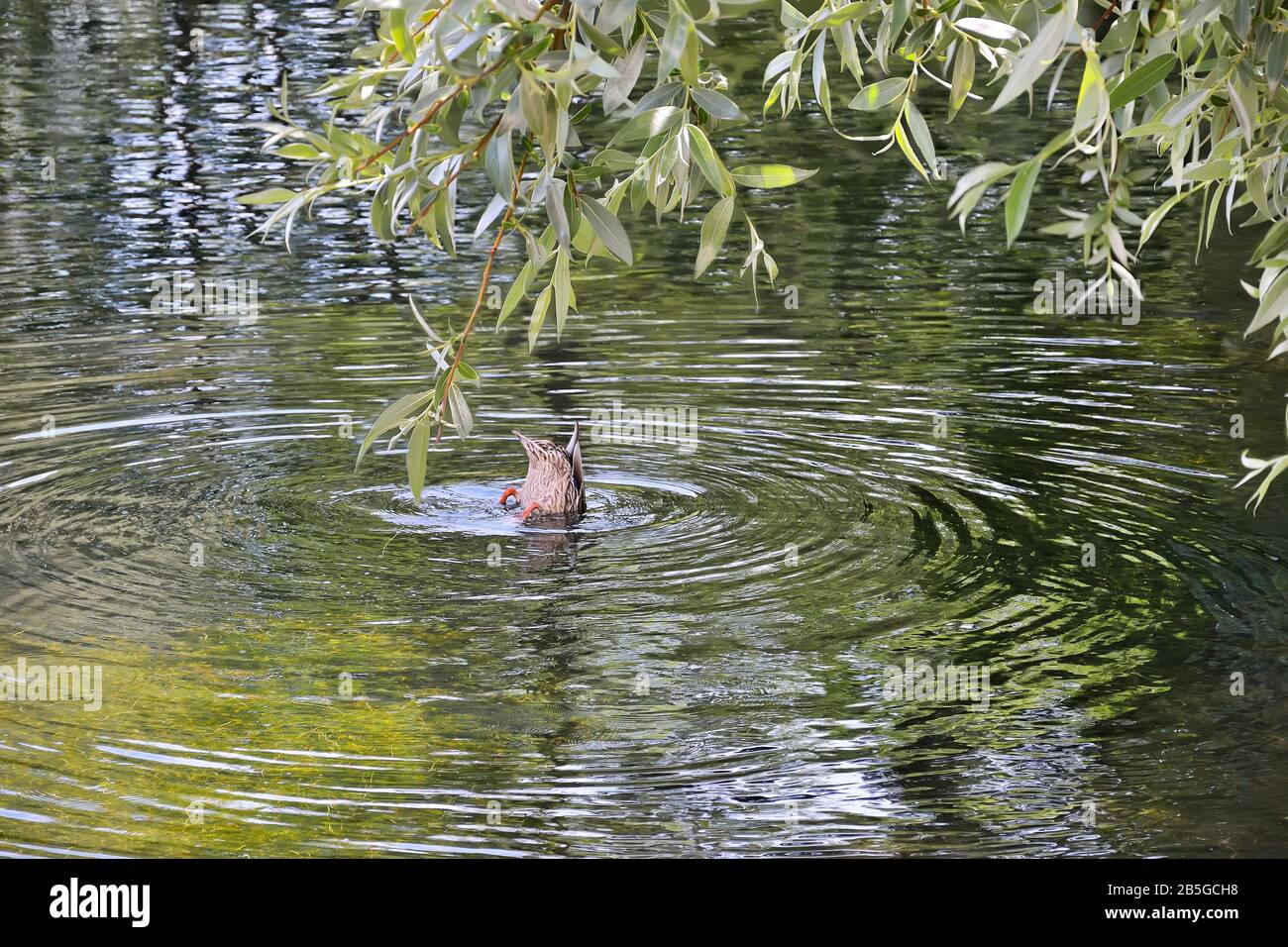 Weibliche Mallard-Ente tauchen in Teich auf der Suche nach Futter unter silbernem Weidenzweig. Kreise auf der Wasseroberfläche des Sees. Tierschutzkonzept, Ornitol Stockfoto