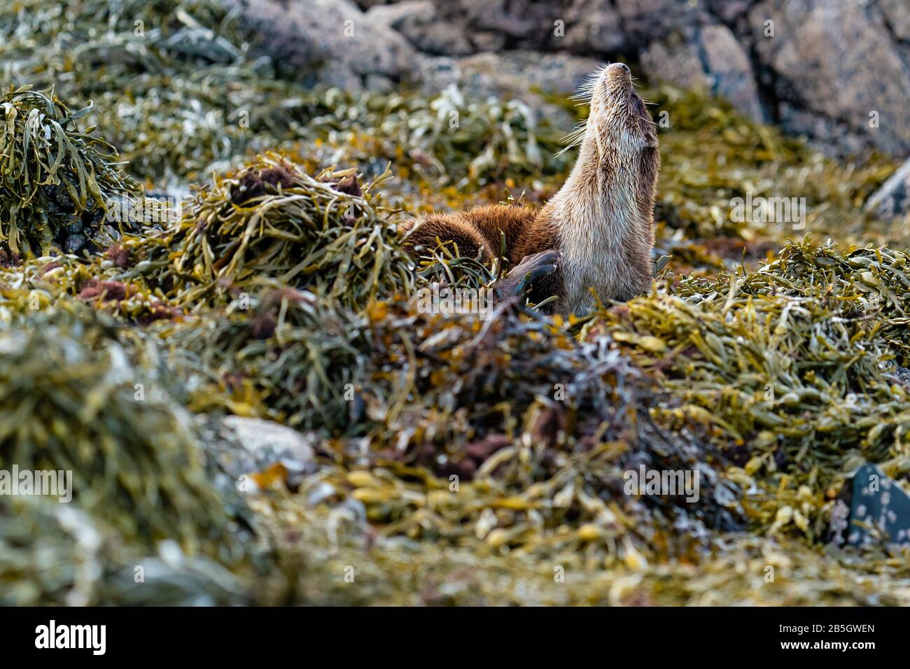 Weibliche Europäische Otter (Lutra Lutra) kratzt sich am Hals, während sie auf einem Bett aus Kelp ruht Stockfoto