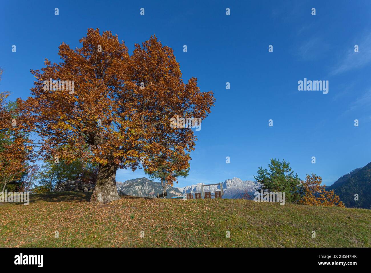 Herbstbunte Eiche mit dolomitischen Gipfeln im Hintergrund Stockfoto