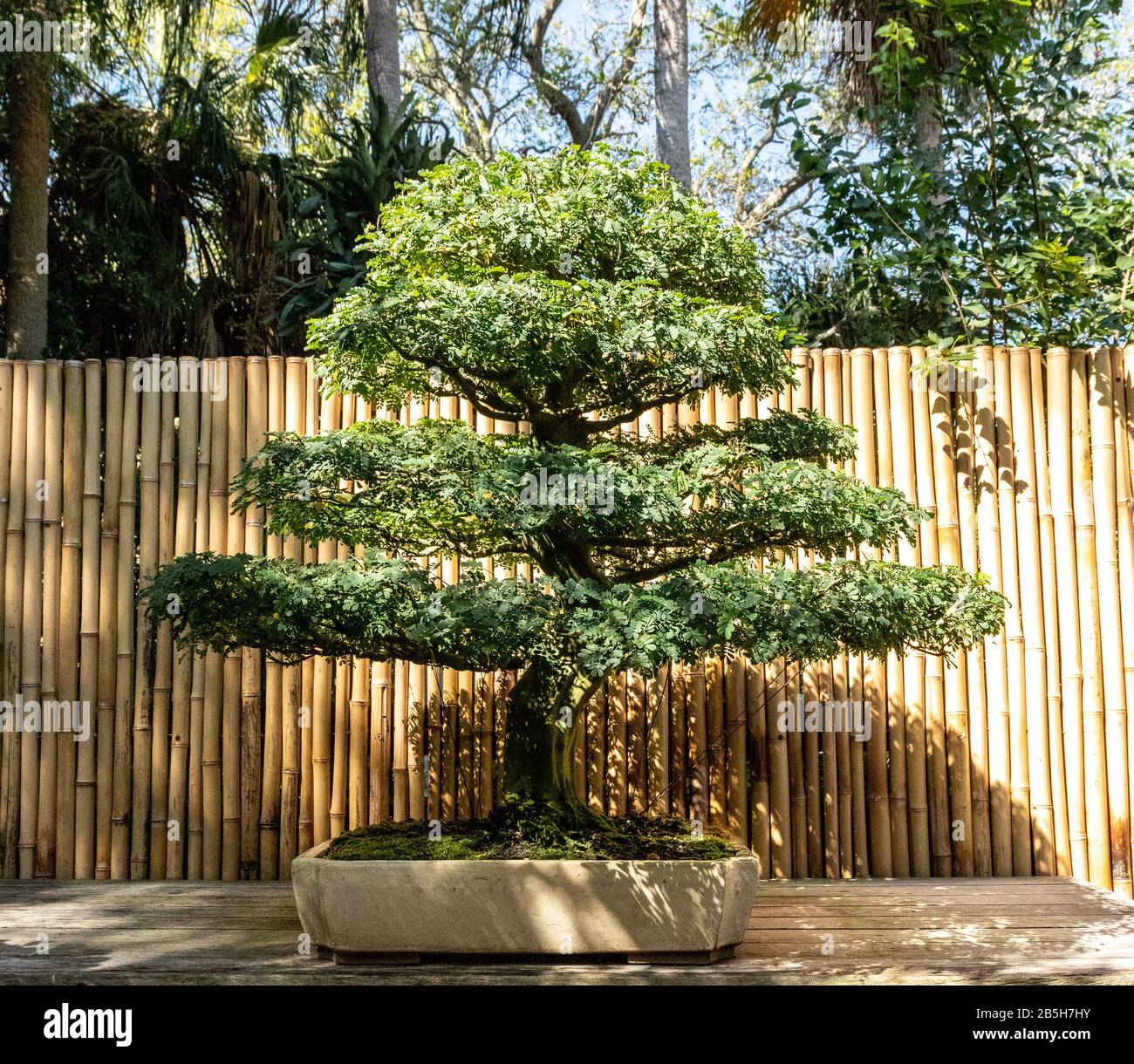 Der brasilianische Regenbaum Chloroleucon Tortum Bonsai Baum wchst in  einem botanischen Garten Stockfotografie - Alamy