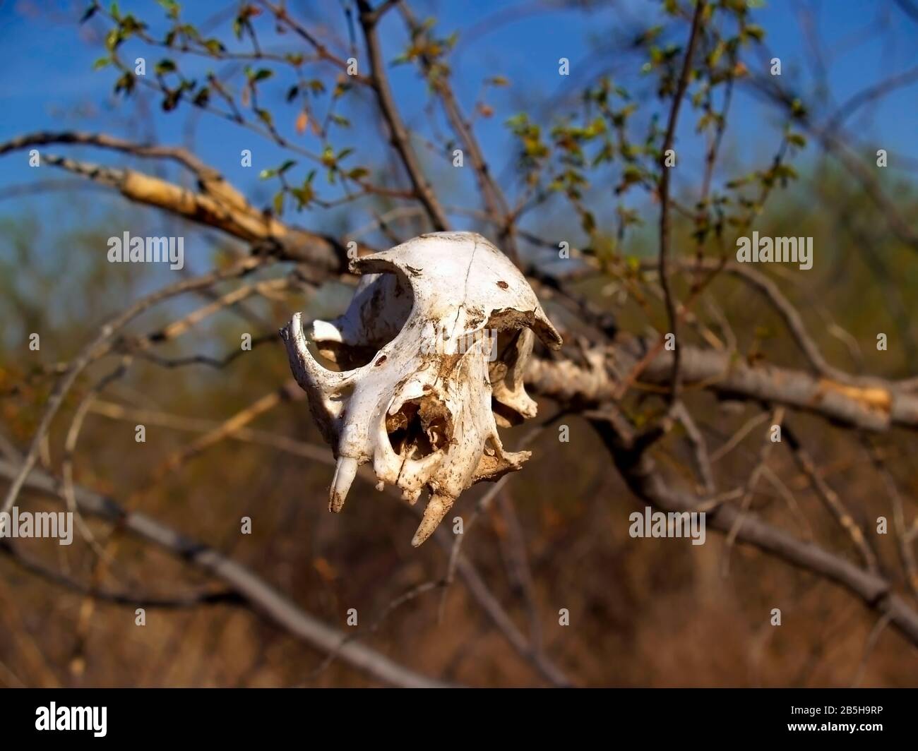 Ein Tierschädel, der als symbolische Warnung auf einen Ast gesetzt wurde, um sich aus dem Bereich zu halten. Stockfoto