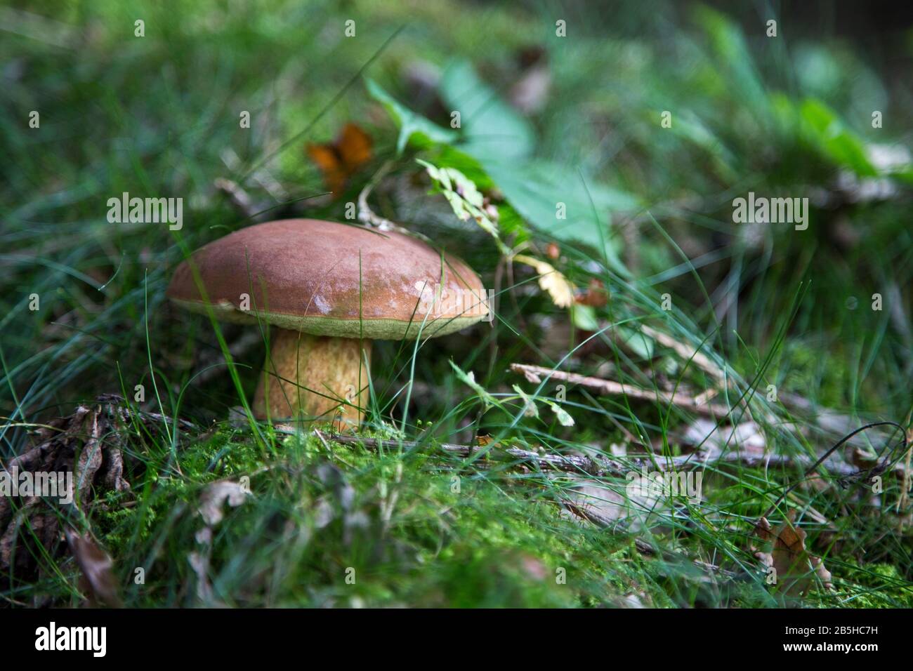 Schöner Pilz im Moos Stockfoto