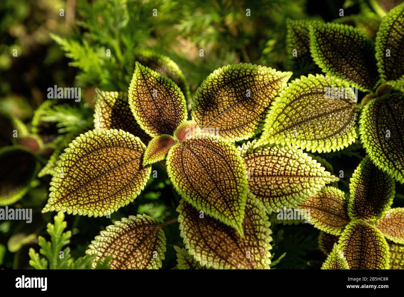 Urticaceae Pilea Moon Valley Panamiga Freundschaft Pflanzenhintergrund mit tief grünen Blättern, die hellgrün mit einer rauhen Textur gesäumt sind. Stockfoto