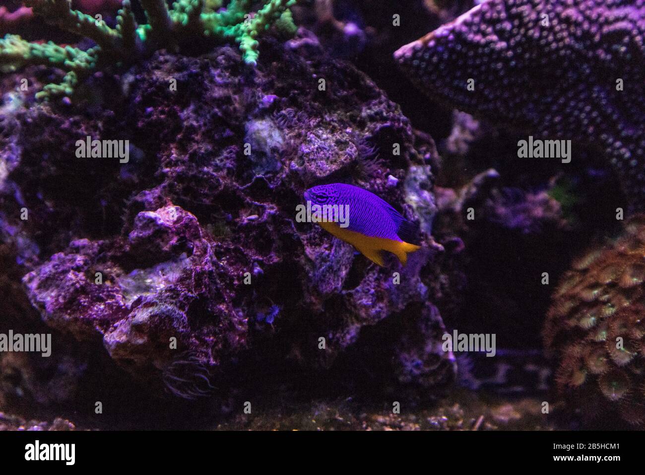 Gelbschwanz Blaudamselfisch Chrysiptera parasema schwimmt entlang eines Korallenriffs. Stockfoto