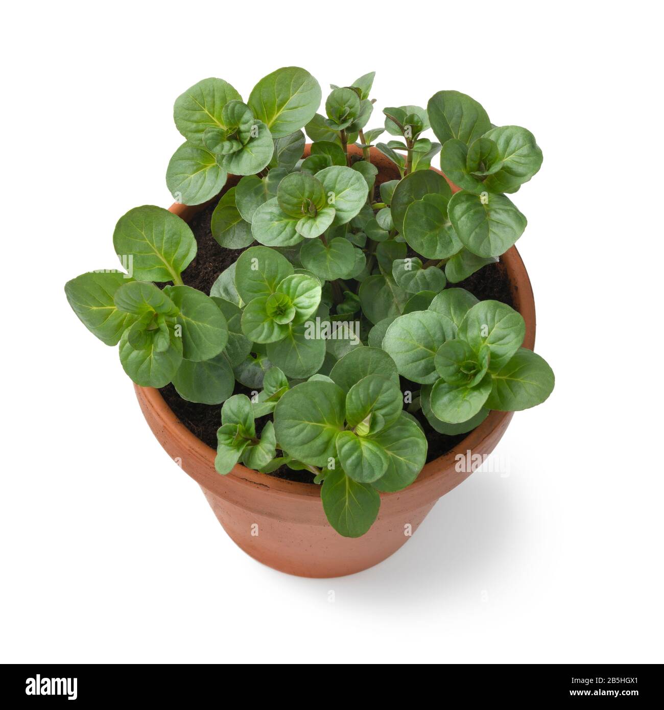 Pflanzentopf mit frisch grüner Orange Mint Nahaufnahme isoliert auf weißem Hintergrund Stockfoto