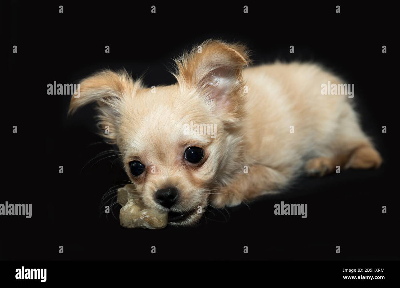 Beige Welpe auf schwarzem Hintergrund. Stockfoto