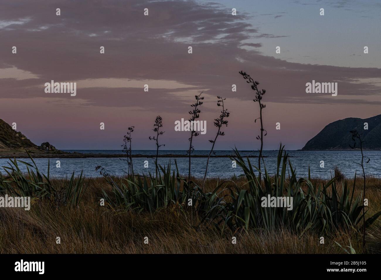 Flachs gegen Morgenhimmel Stockfoto