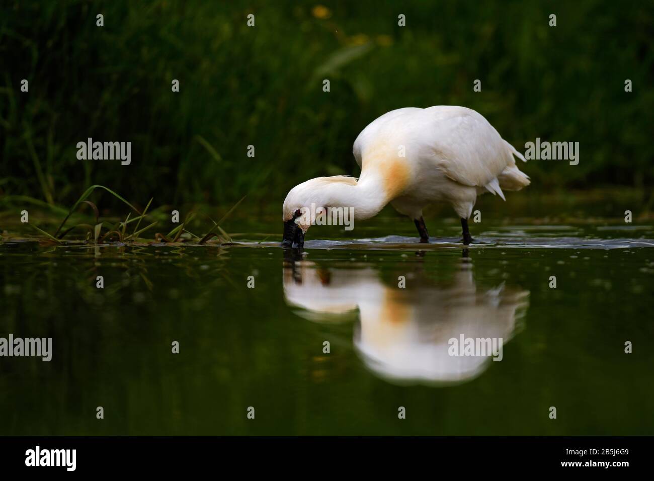 Eurasischer Spoonbill - Platalea leucorodia, schöner großer Süßwasservogel aus euroasischen Seen und Sümpfen, Hortobagy, Ungarn. Stockfoto