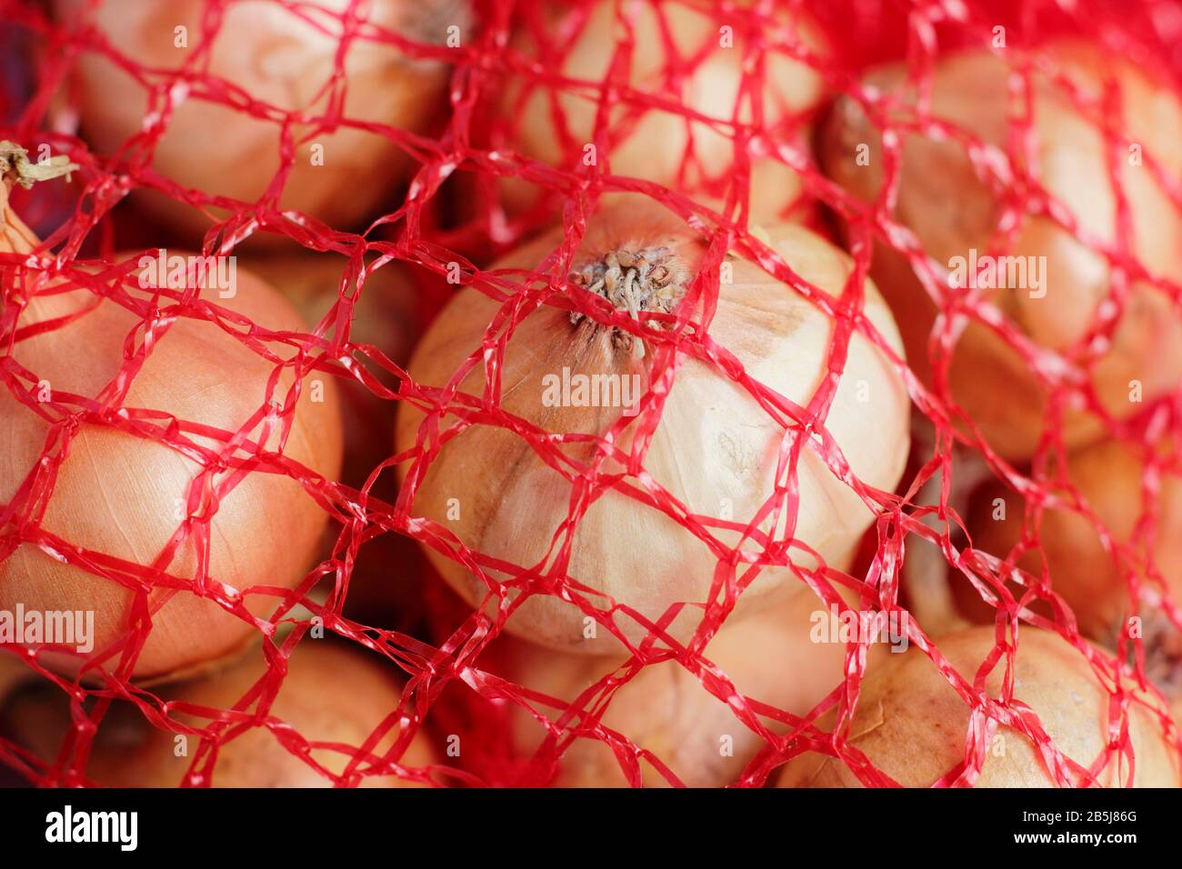 Allium Cepa. Zwiebelsätze "tuttgarter" in einem Netzbeutel. GROSSBRITANNIEN. AGM Stockfoto