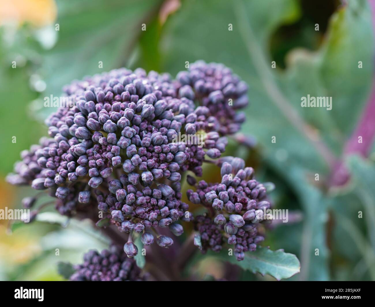 Der frühe Purple Sprießende Brokkoli wuchs im März in einem Gemüsegarten. Stockfoto