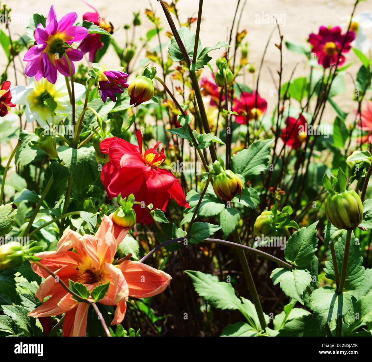 Blumen im Garten Stockfoto