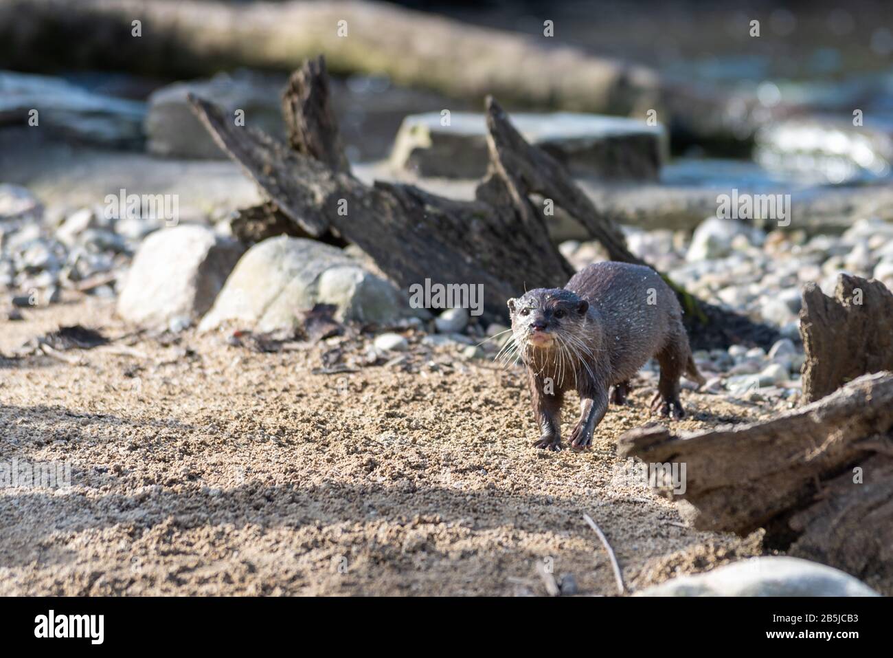 Ein einsamer Fischotter läuft über Sand. Stockfoto