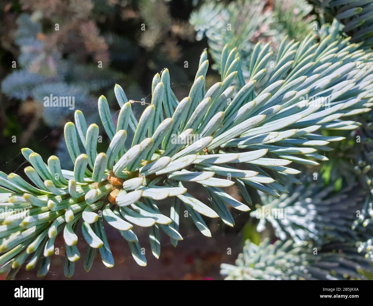 Nahaufnahme von jungen Aufnahmen von Abies procera oder Noble Tanne in einem botanischen Garten Stockfoto