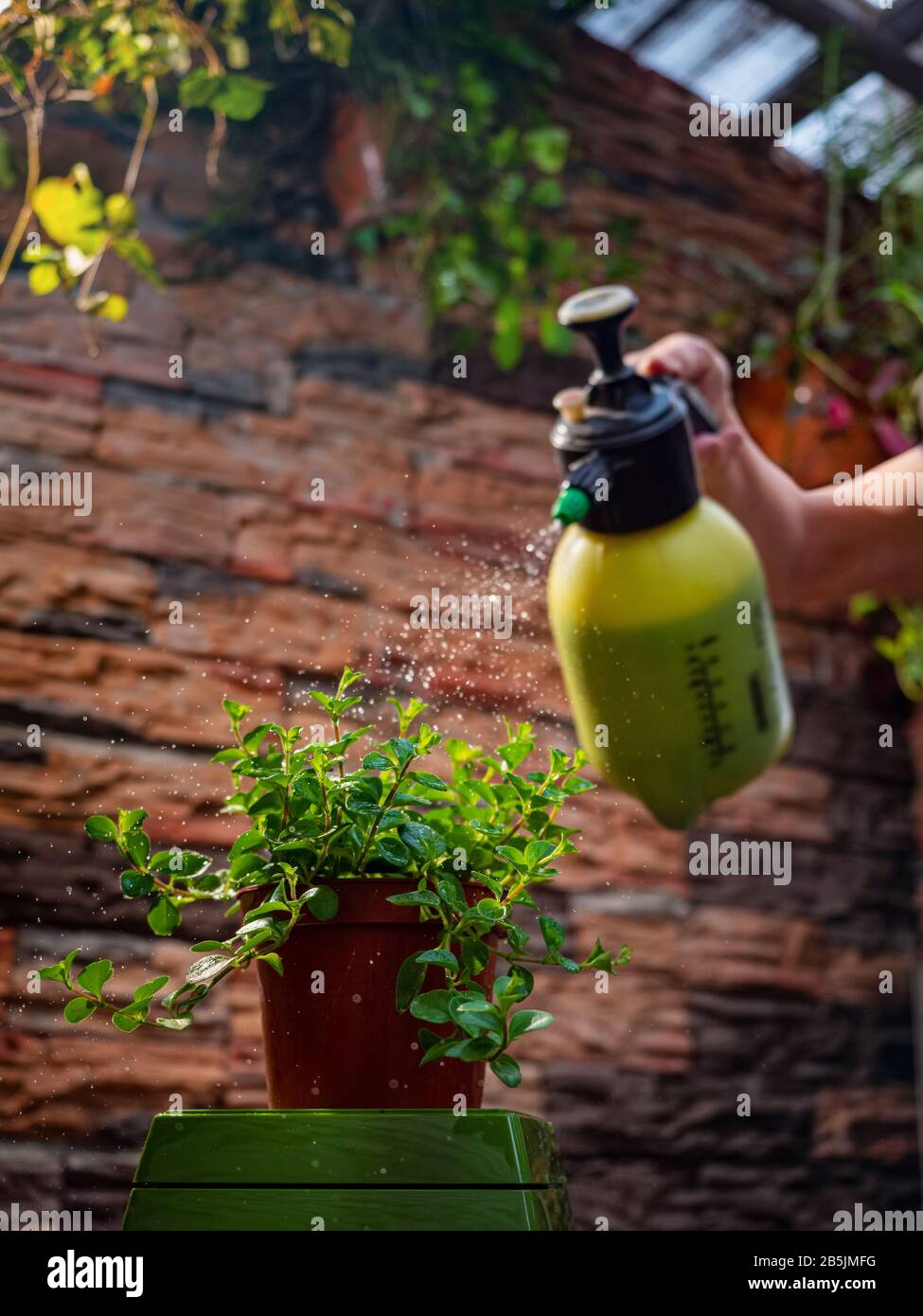 Sprühen von Wasser aus einer Sprühflasche auf eine Hausanlage. Die Wirtin kümmert sich früh am Morgen um die Hausanlagen. Stockfoto