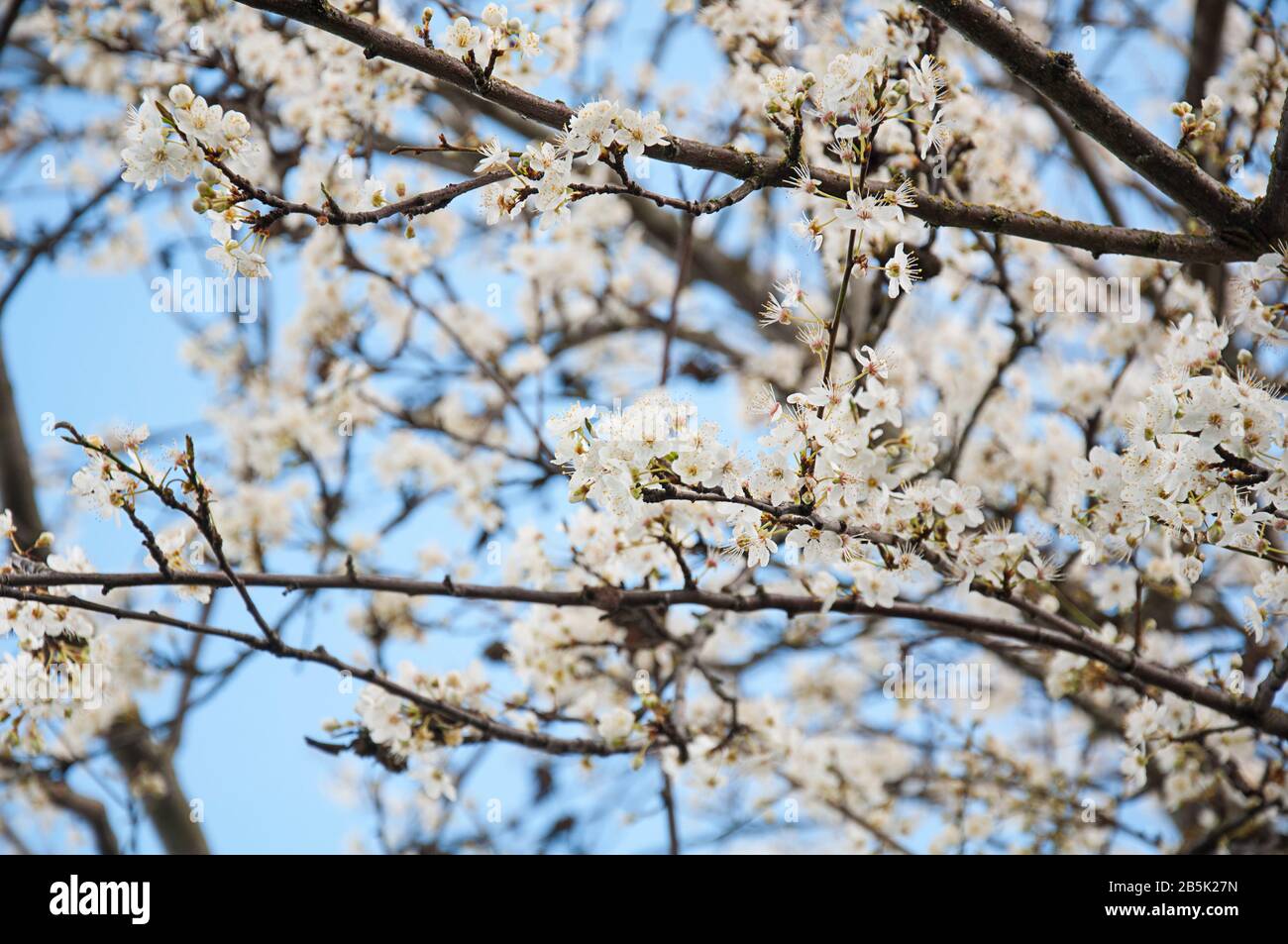 Zweige blühender Pflaumenbaum mit zarten weißen Blähungen an den Zweigen gegen einen blauen Himmel. Naturbild des Gartenbaus im Frühling dieses Obstbaums. Stockfoto