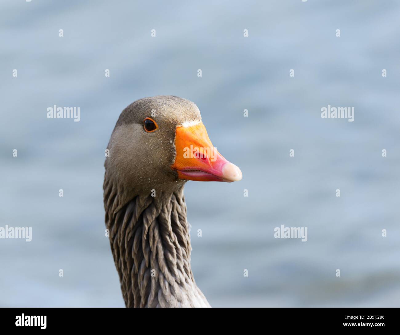 Gäu-Gans dicht auf dem Wasser Stockfoto