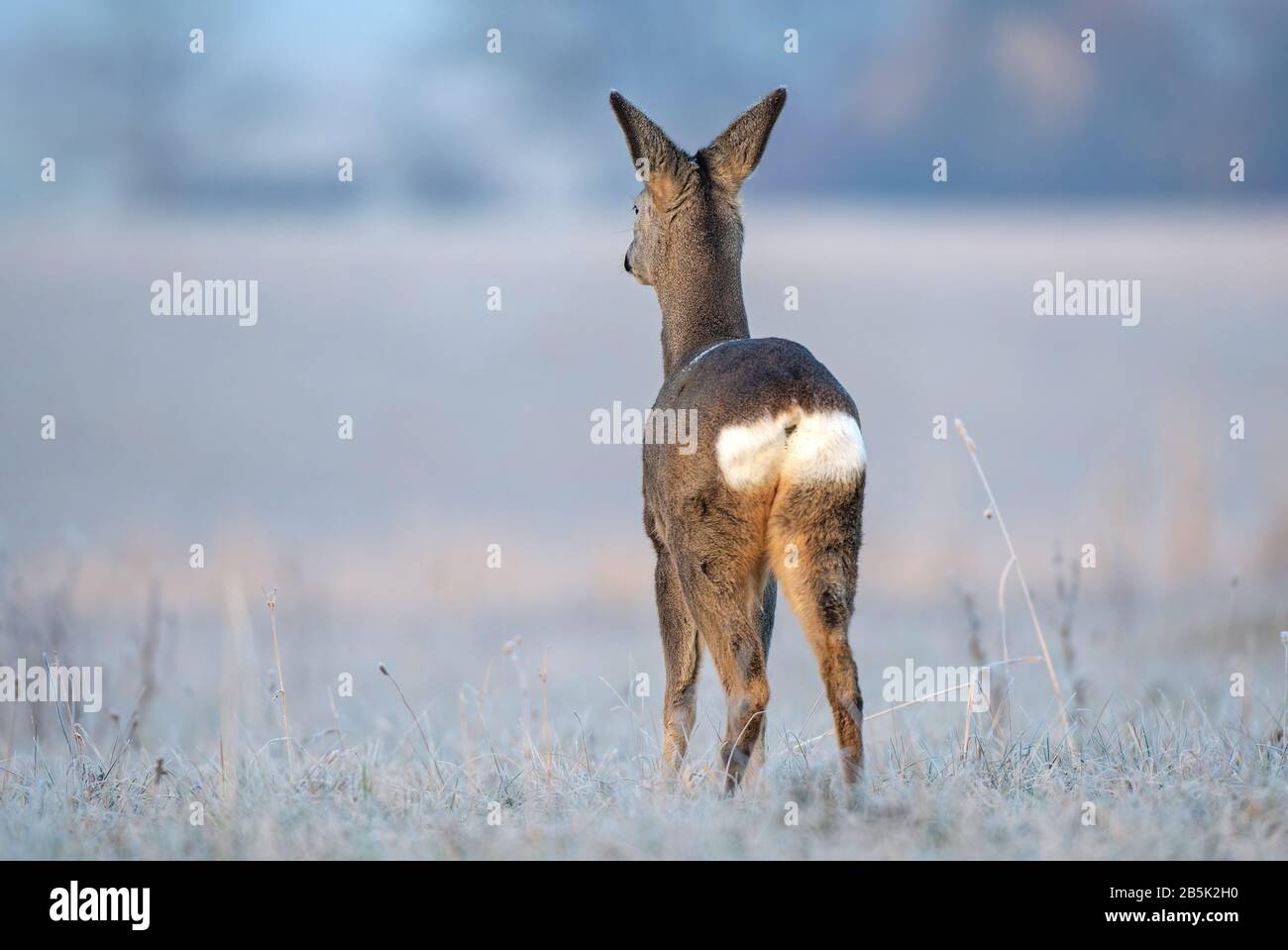 Wilde weibliche Rehe, die in der Wintersaison auf einem frostbedeckten Feld stehen Stockfoto