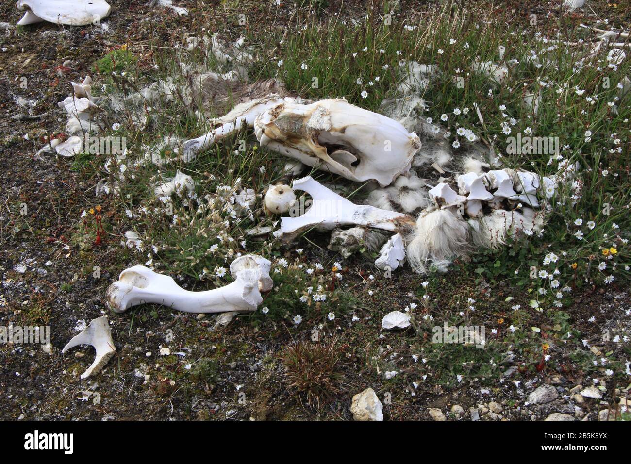 Svalbard Tierwelt Stockfoto