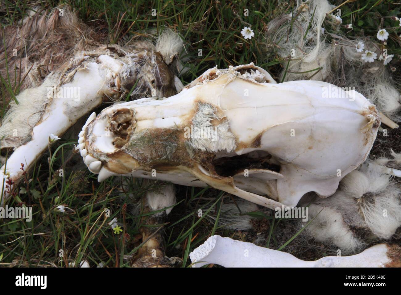 Svalbard Tierwelt Stockfoto