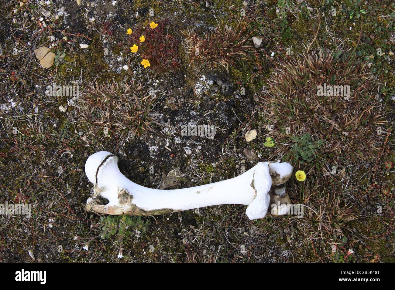 Svalbard Tierwelt Stockfoto