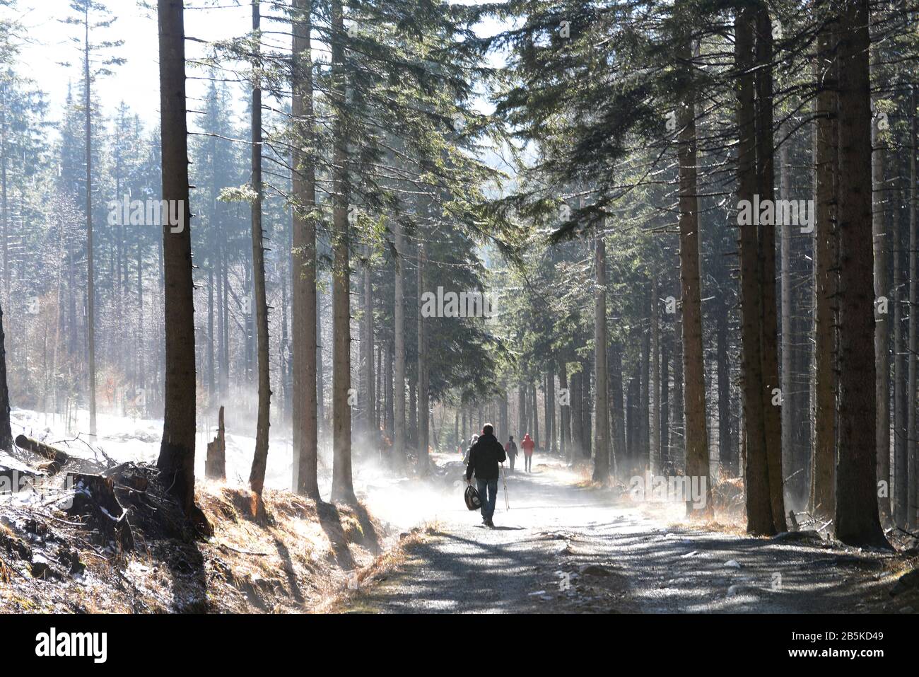 Waldweg, Wanderer, Karpacz, Riesengebirge, Niederschlesien, Polen Stockfoto