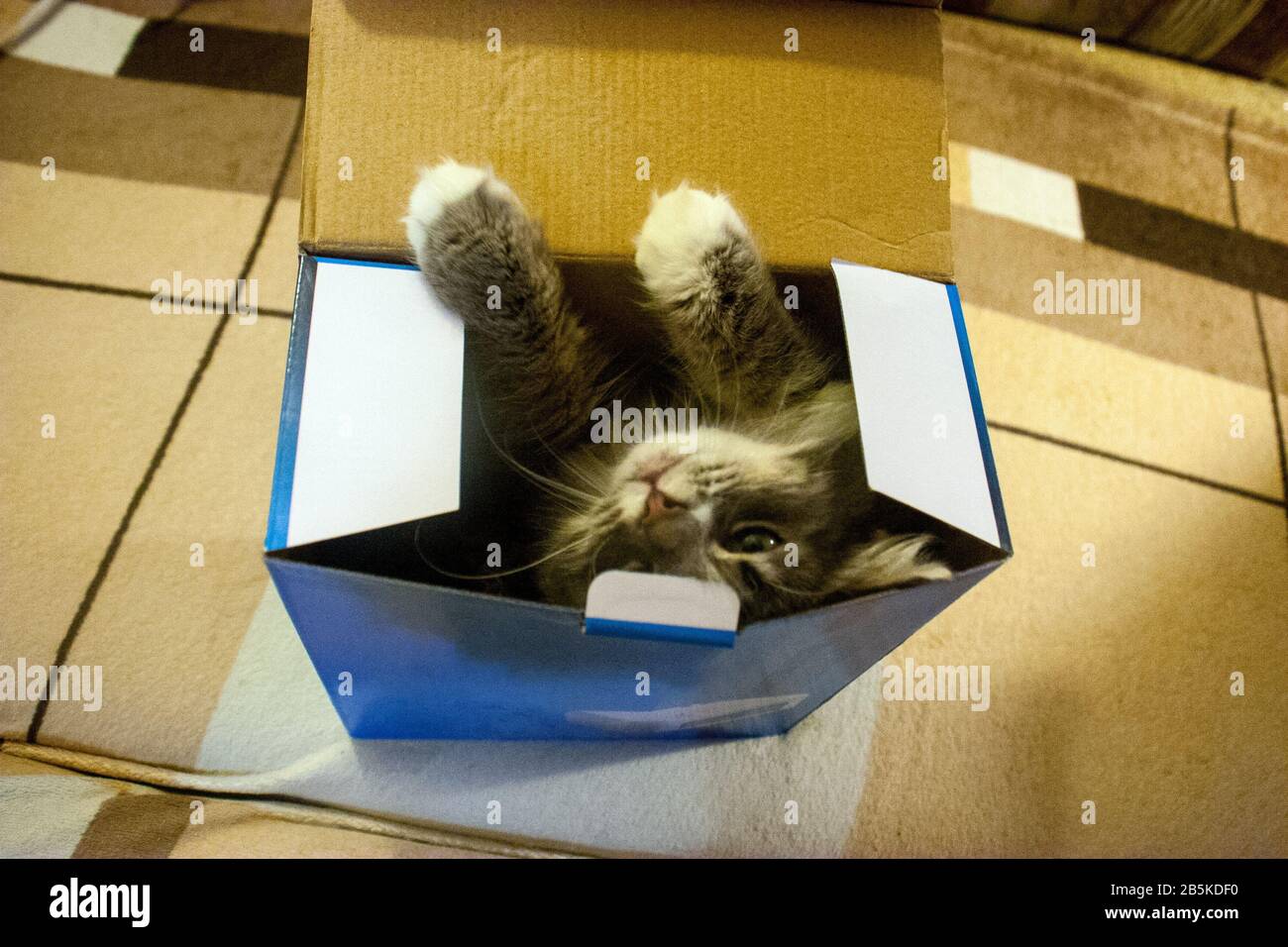 Hauskatze kletterte von unter den Einkäufen in einen Pappkarton. Katze in einer Geschenkbox. Stockfoto