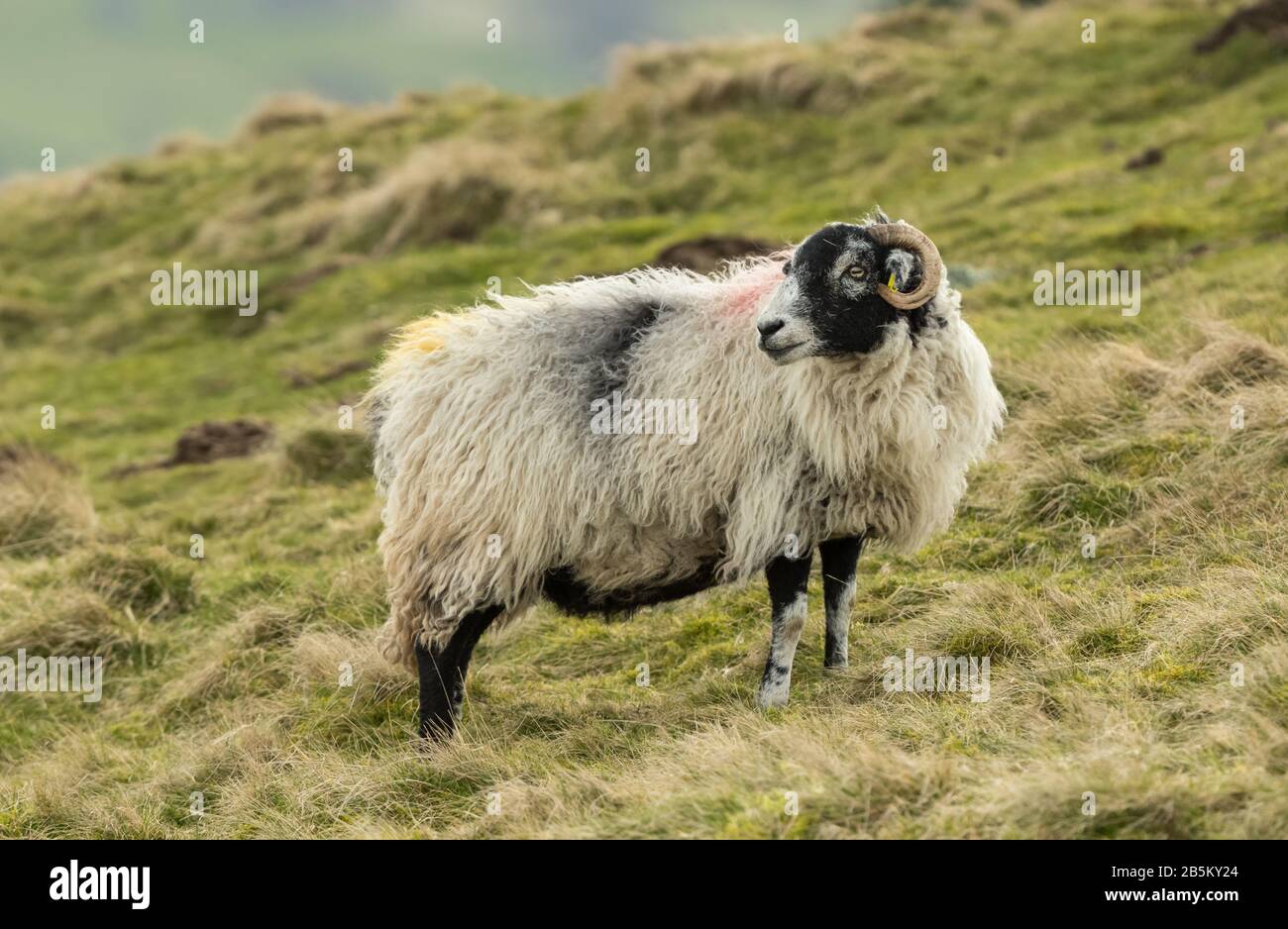 Swaledale Ewe, ein weibliches Schaf, das rückwärts über raues Weideland auf einem Zackenmoor in den Yorkshire Dales blickt. Früher Frühling und in der Nähe von Lämmungen Stockfoto