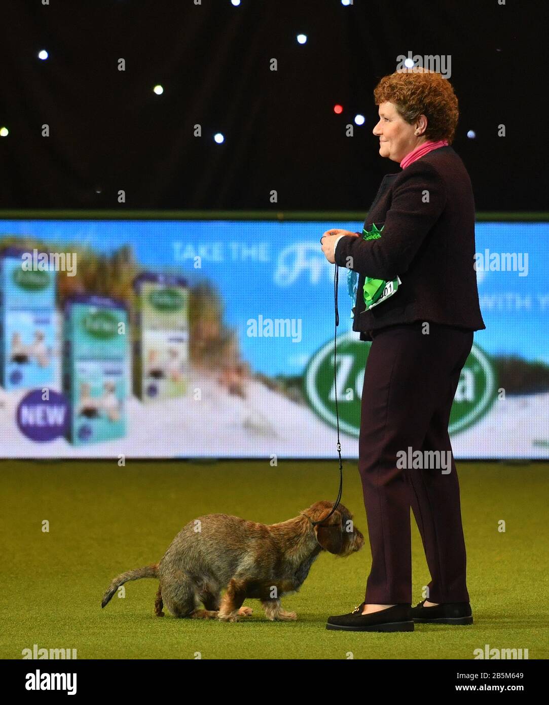 Maisie, die mit Ihrem Besitzer Kim McCalmont im Exhibition Centre (NEC) während der Crufts Dog Show die Drahthaaren-Dachshund-Siegerin Von Best in Show 2020 im Birmingham National. Stockfoto