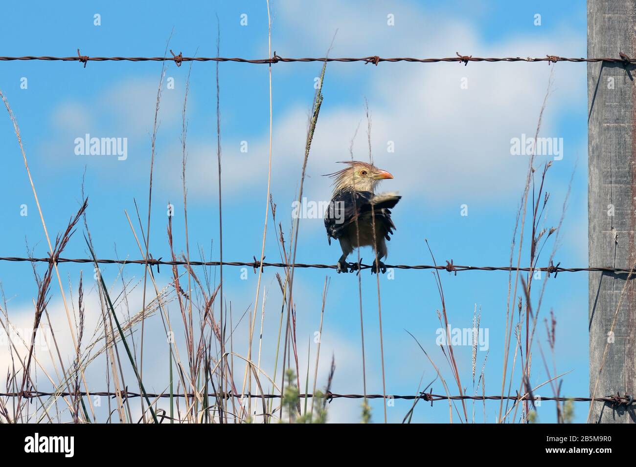 Vogel Von Brasilien Stockfotos Und Bilder Kaufen Alamy alamy