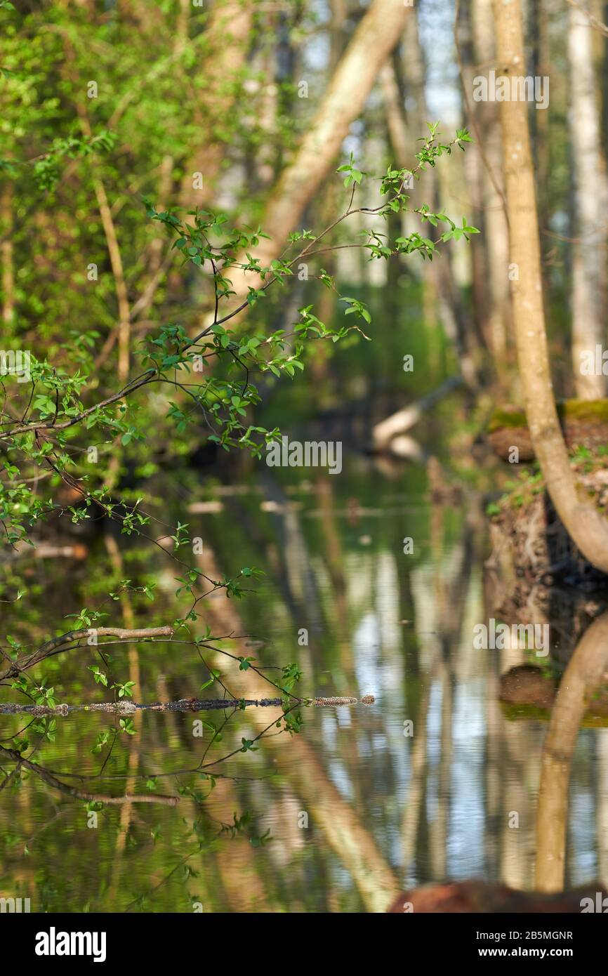 Frische grüne Blätter eines Weidenbaums über dem kleinen Fluss am Frühlingsabend in Helsinki, Finnland Stockfoto