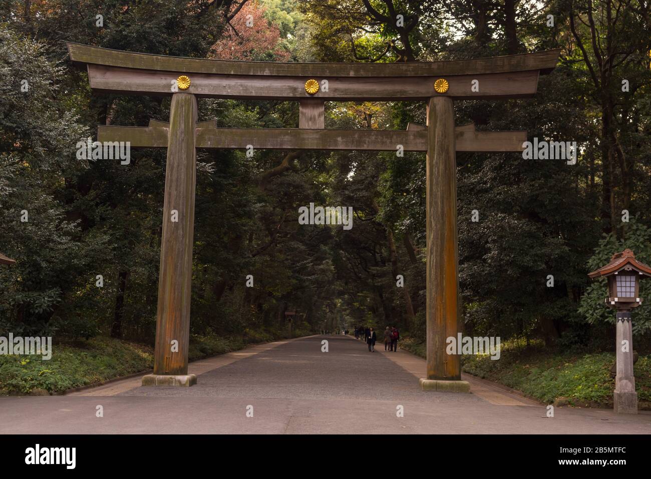 Torii führt zum Meiji Schrein, Yogogi Park, Shibuya, Tokio, Japan Stockfoto