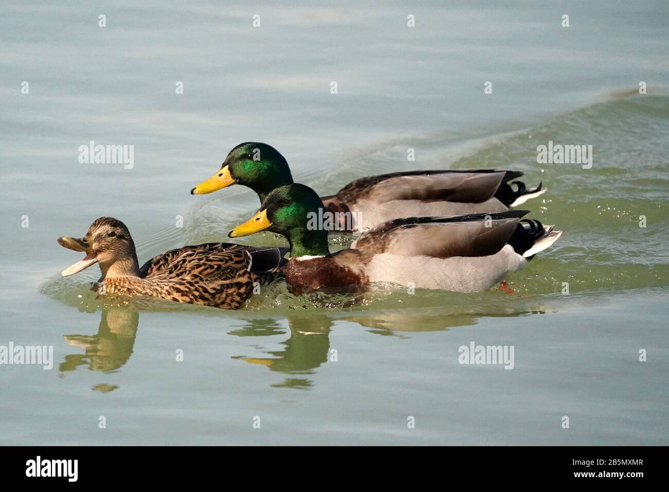 Mallard Ducks Männer und Frauen Stockfoto