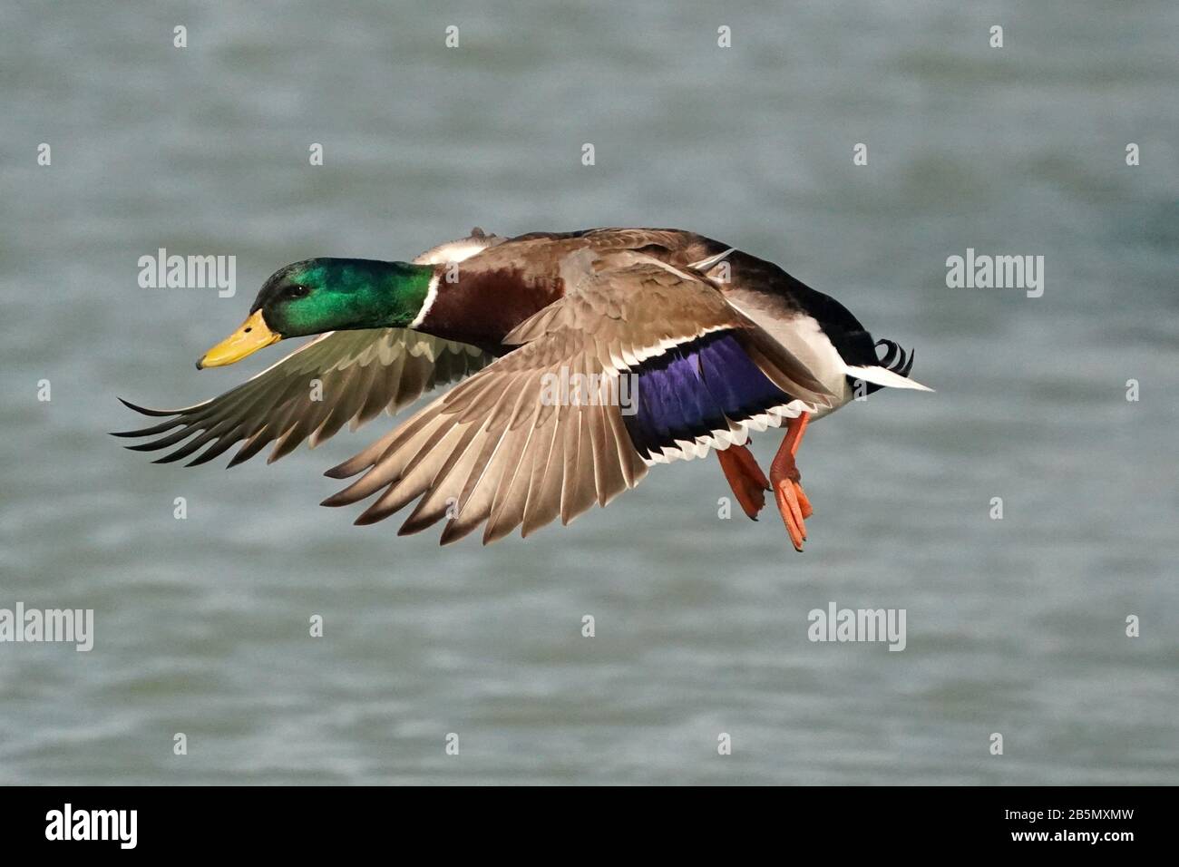 Mallard Ducks Männer und Frauen Stockfoto