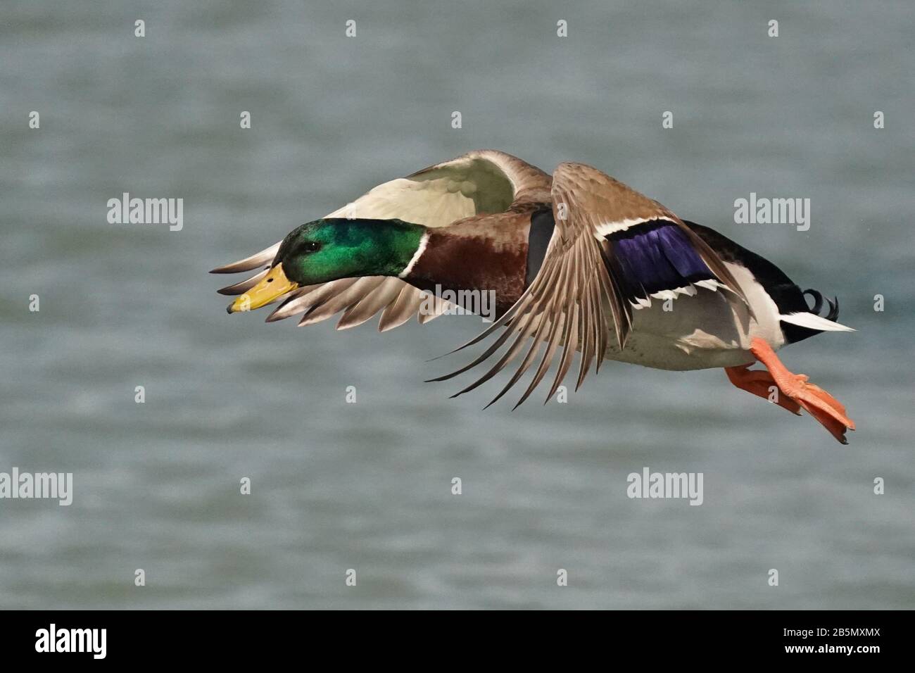 Mallard Ducks Männer und Frauen Stockfoto