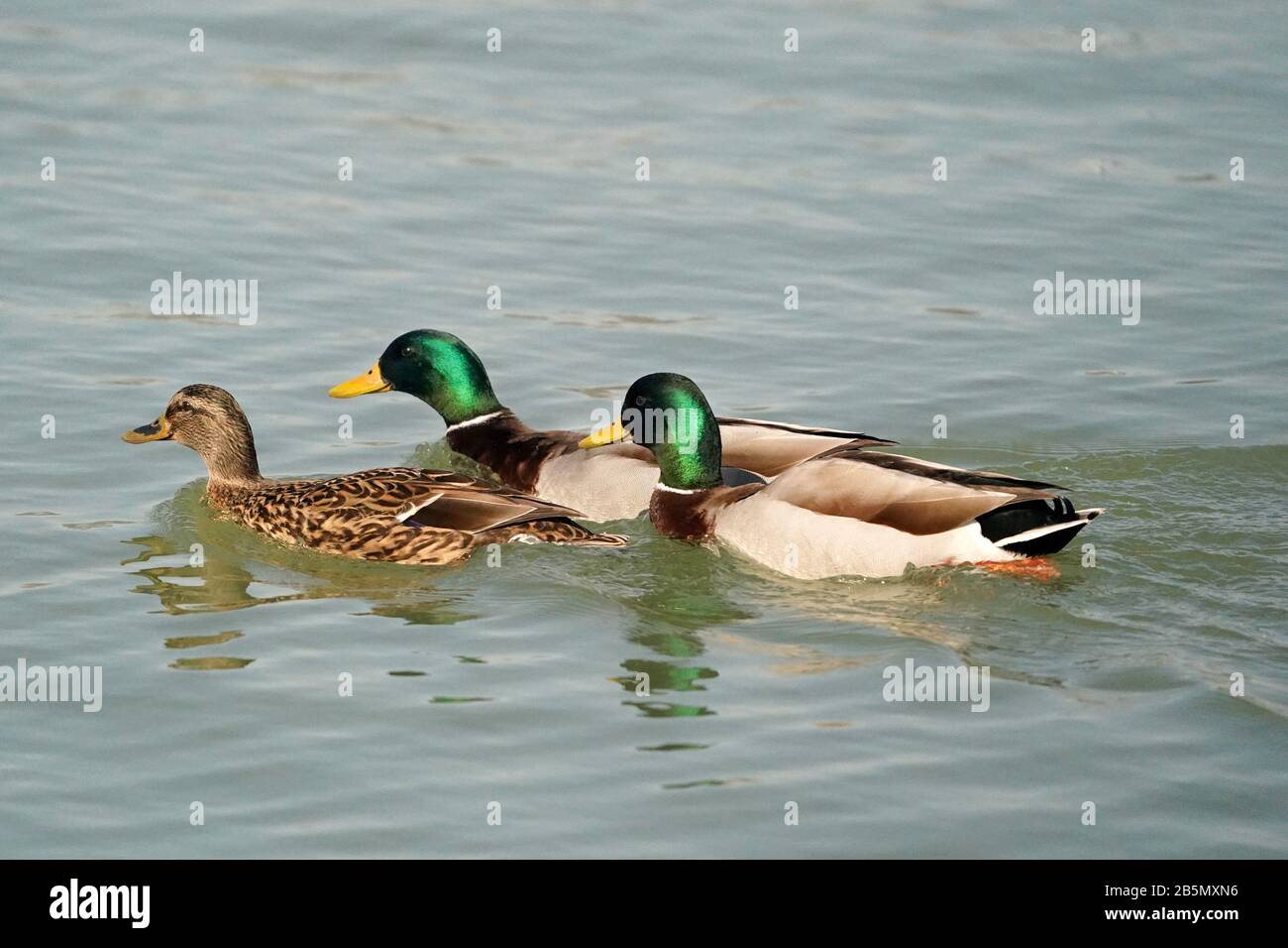 Mallard Ducks Männer und Frauen Stockfoto