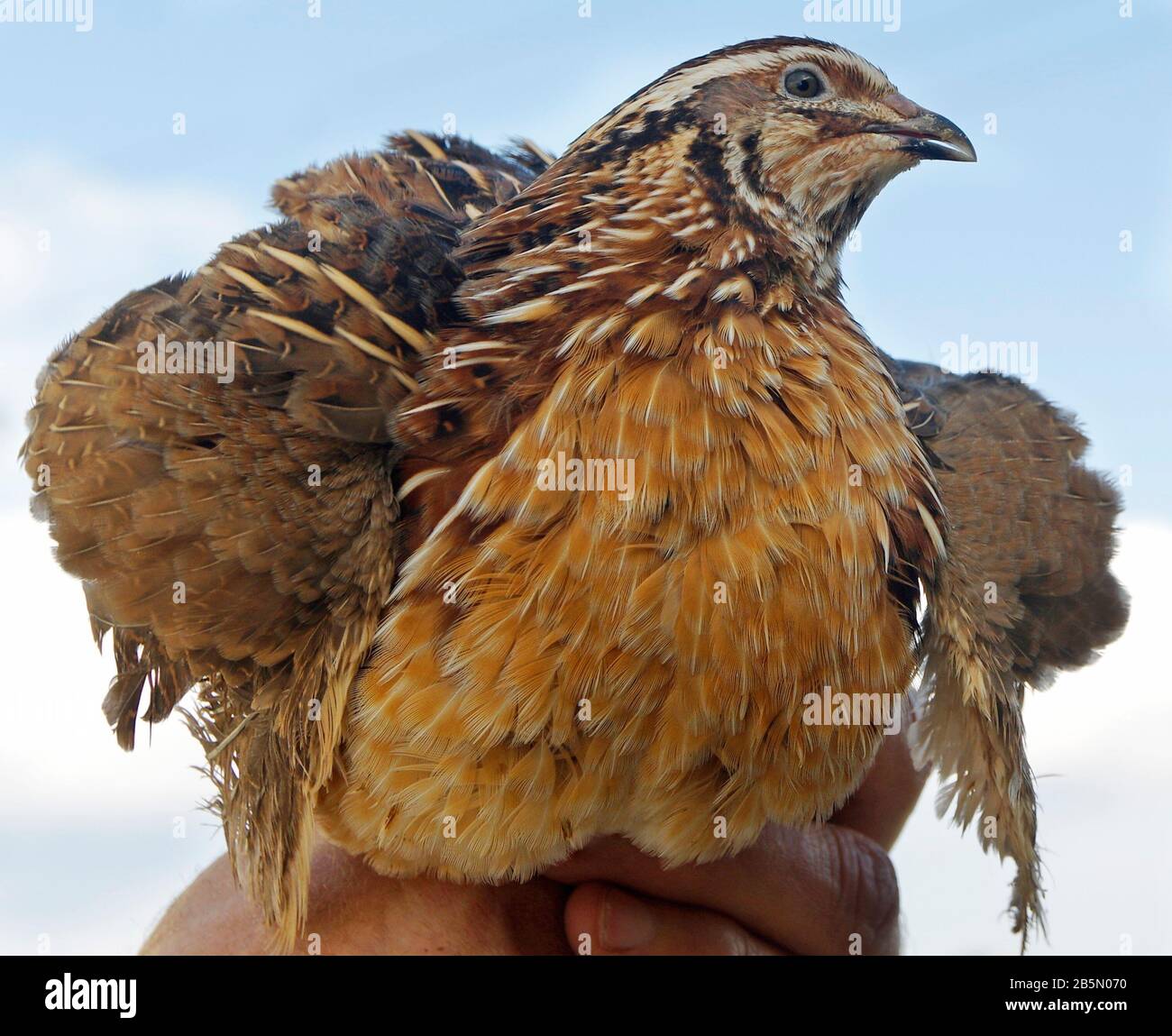 Der Mann hält einen Wachtel in der Hand Stockfoto