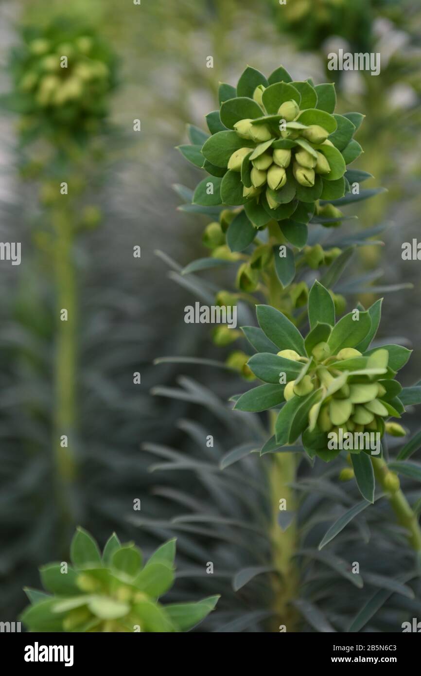 Nahaufnahme der grünen Blumen Blooming.Nature Concept,Muster,Kopierbereich. Stockfoto