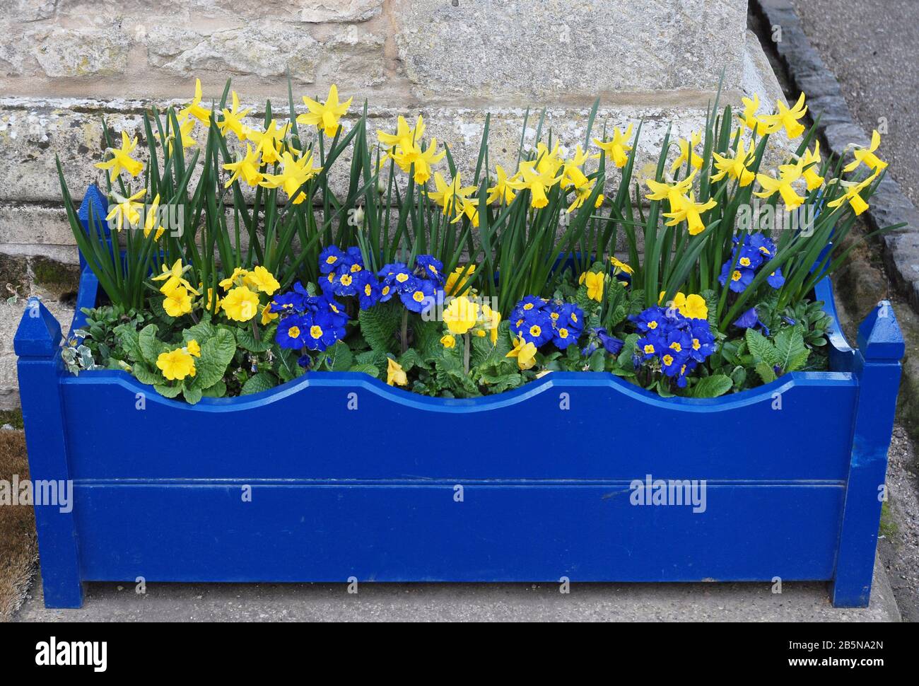 Burghley House Pflanzmaschine mit Miniaturdaffodeln und primula Stockfoto