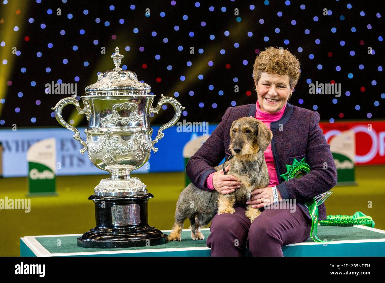 Birmingham, Großbritannien. März 2020. Birmingham, 8. März 2020. Crufts Best in Show 2020 Champion ist Masie, auch bekannt als Ch Silvae Trademark, ein Drahthaariger Dacshsund aus Gloucestershire mit ihrem Besitzer Kim McCalmont am NEC in Birmingham UK. Gutschein: Jon Freeman/Alamy Live News Stockfoto