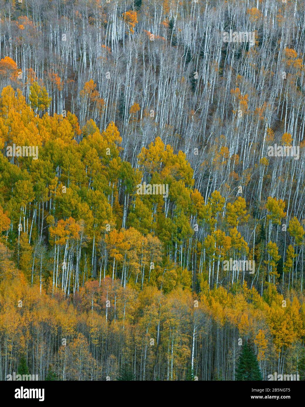 Aspen, Populus Tremula, Dallas Divide, Uncompahgre National Forest, Colorado Stockfoto