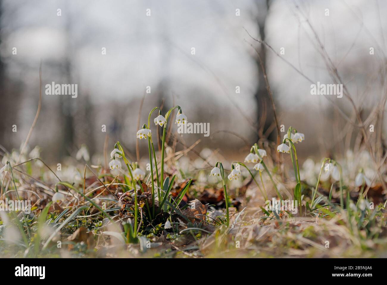 Wunderschönes Aufblühen der Schneeflockenblüten im Frühling. Schneeflocke namens "Summer Snowflake", "Loddon Lily", "Leucojum vernum on Forest backgrou" Stockfoto